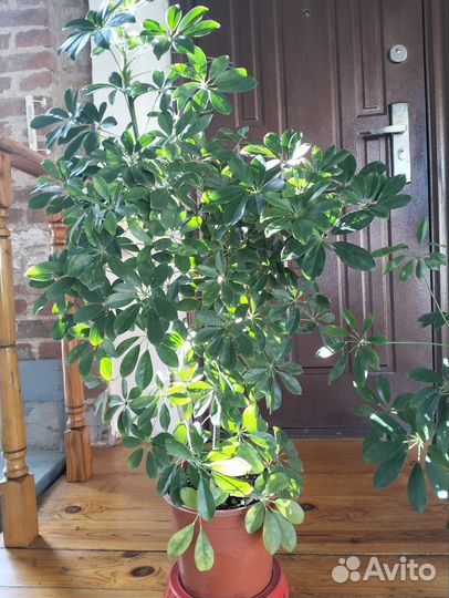 Шефлера. Растение для помещений