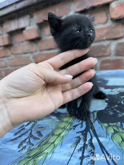 Котята в дар