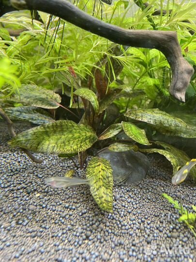 Аквариумные растения