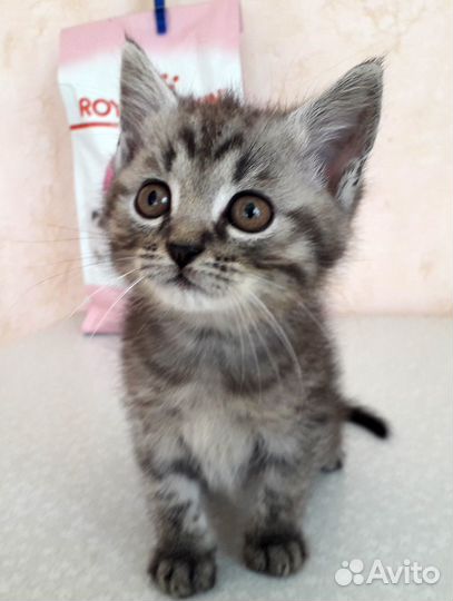 Котенок мальчик 2 месяца