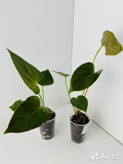 Антуриум деликата