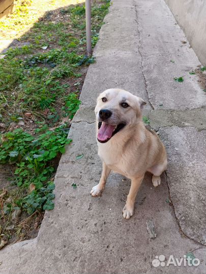 Отдам в добрые руки