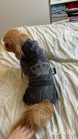 Костюмчик для собаки