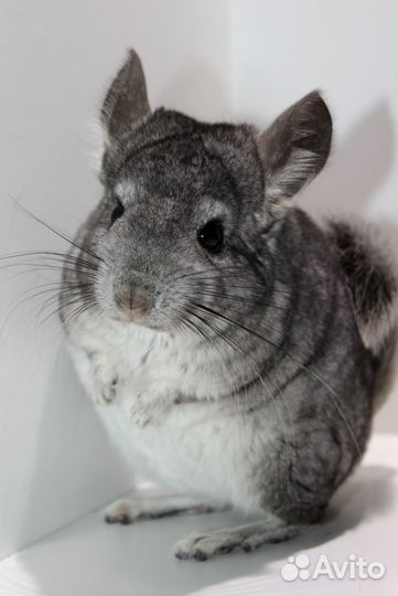 Шиншилла Стандарт Девочка