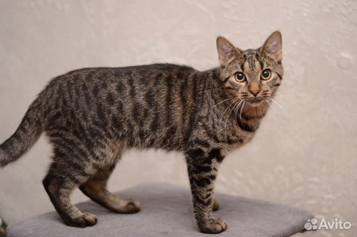 Котик Шухер 7 мес