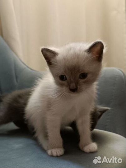 Котенок мальчик