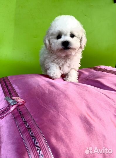 Щенки бишон фризе