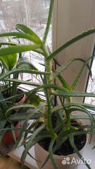 Алое древовидное - столетник