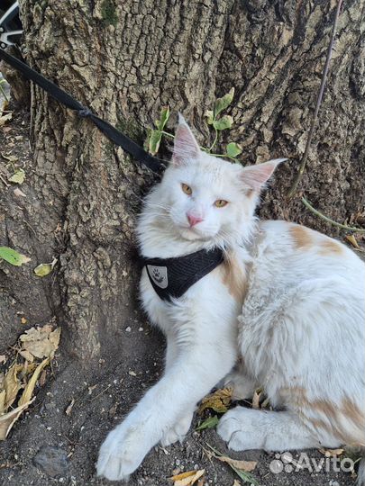 Котенок мейн-кун белый с рыжое пятнами