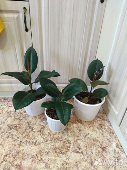 Фикус каучуконосный