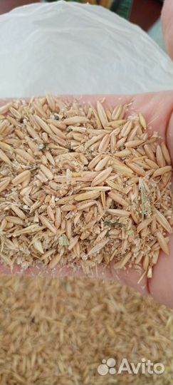 Зерно и зерноотходы овса