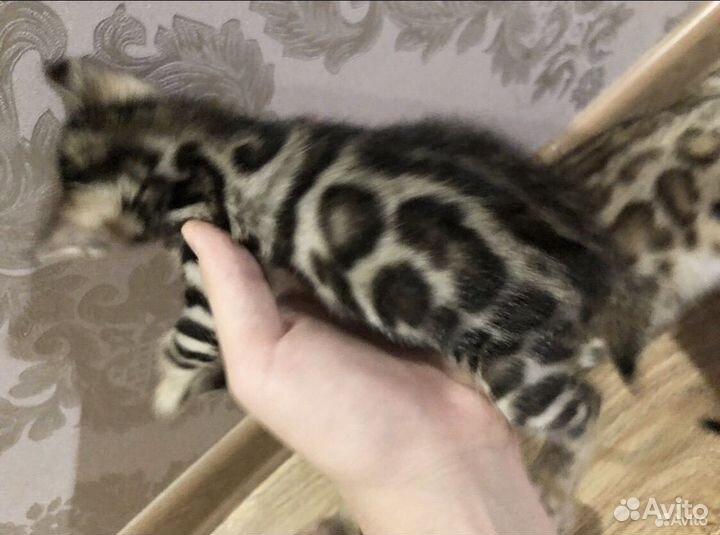 Бенгальская