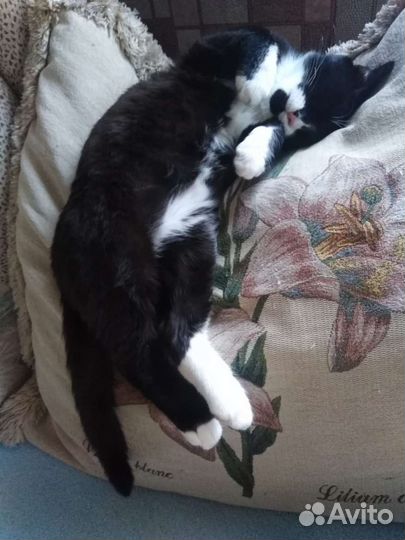 Помогите найти котика