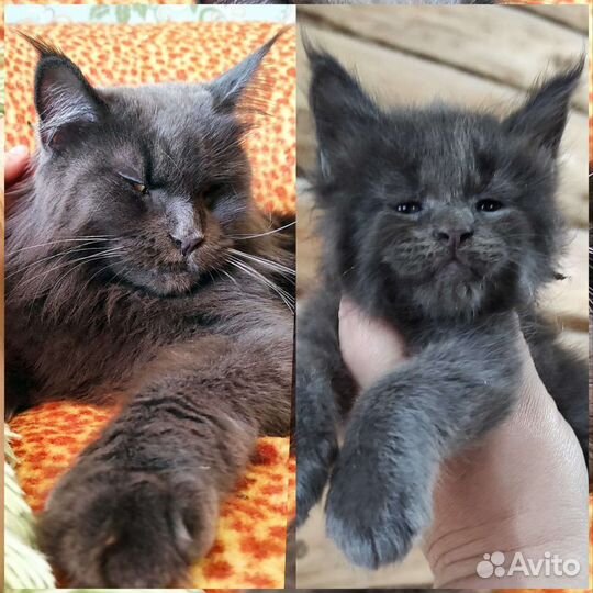 Мейн-кун внучка Малифисенты, голубой солид