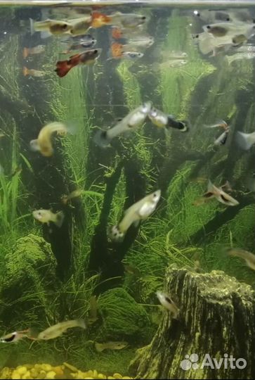 Гуппи рыбки