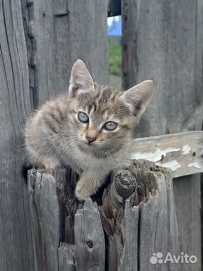 Кошки в добрые руки