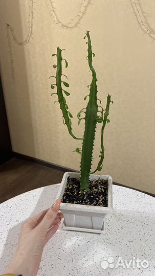 Комнатные растения цветы