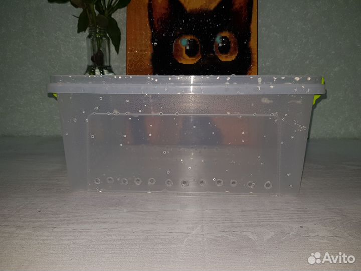 Стартовый набор для улиток эублеофара