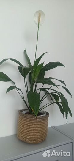 Спатифиллум