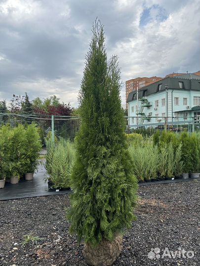 Туя Cмарагд из питомника