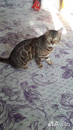 Бенгальский кот вязка