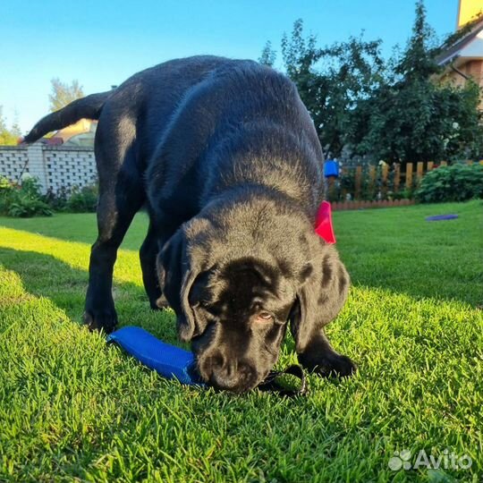 Щенки лабрадора черного окраса