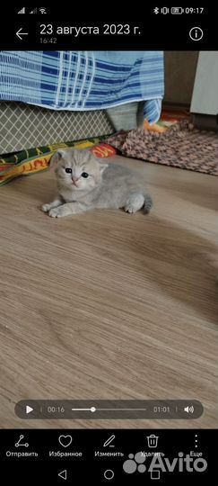 Бронь. Шотландцы