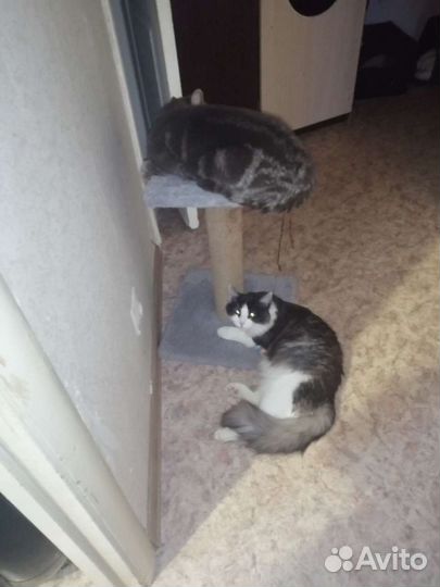 Передержка