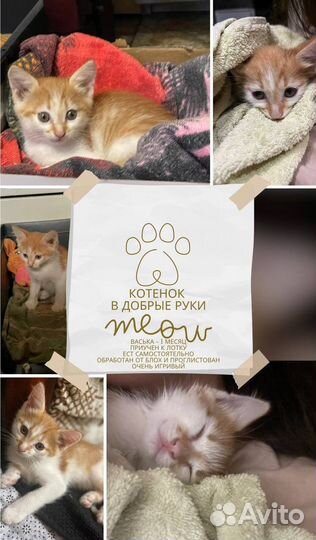 Добрый котенок ищет хозяина
