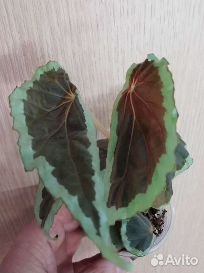 Бегонии видовые очень редкие