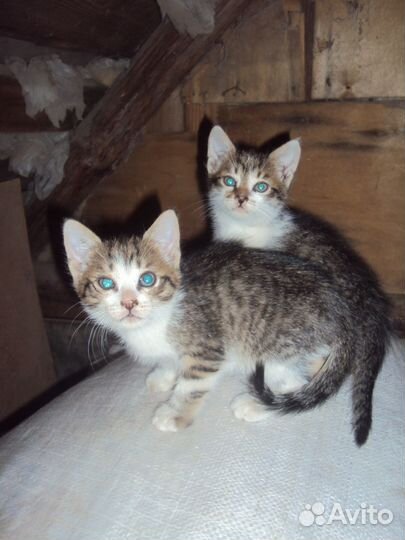 Котята отдам в добрые руки бесплатно