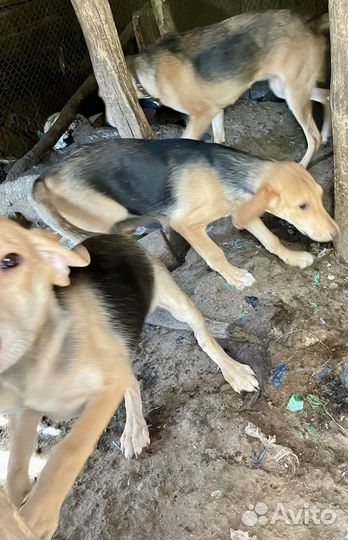 Продаю щенков -Русская Гончая