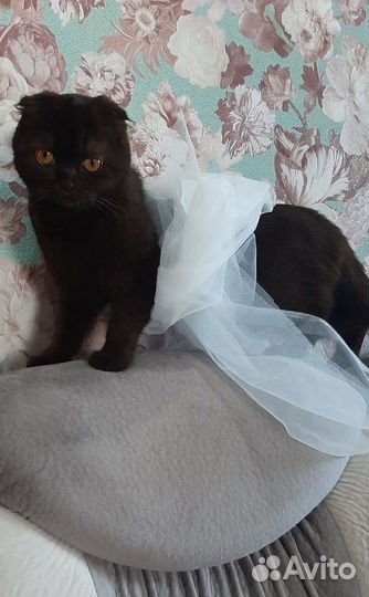 Отдам в добрые руки