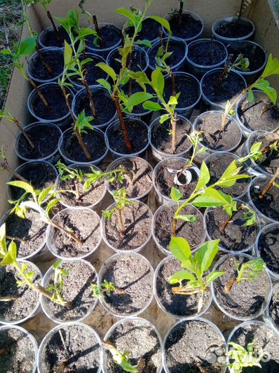 Черемуха Шуберта (черенок)