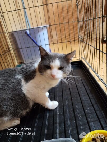 Кошки бесплатно