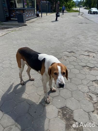 Собака в добрые руки