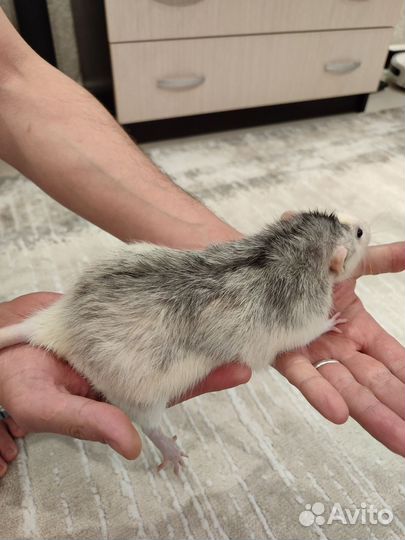 Крыса дамбо мальчик