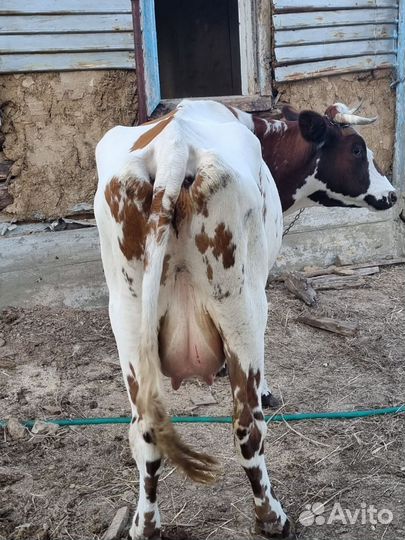 Бычки и Коровы