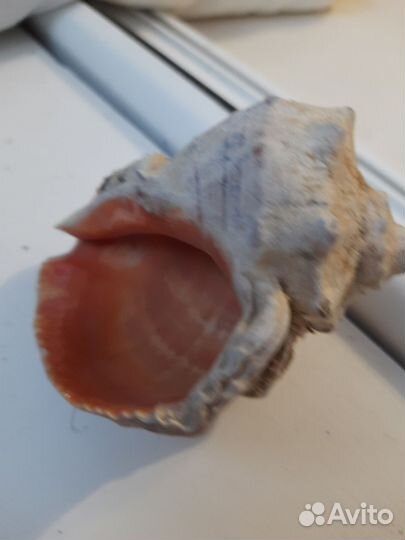 Ракушка Рапан