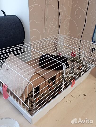 Две морские свинки с клеткой