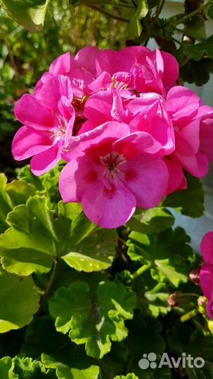 Пеларгония герань