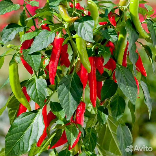 Семена острого перца