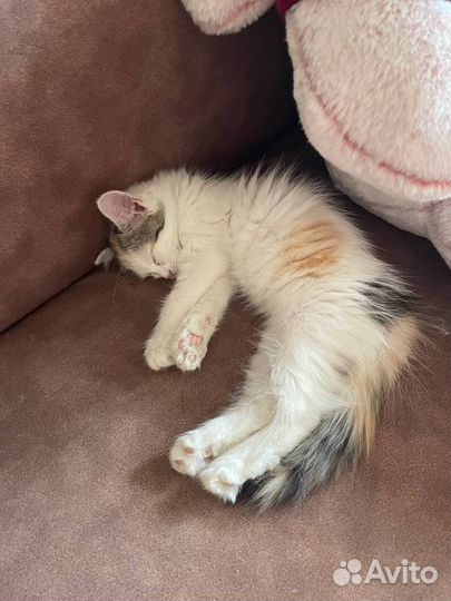 Котенок