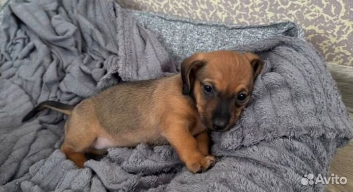 Щенок таксы стандартный