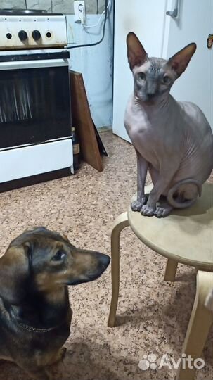 Передержка животных, догситтер, выгулы, зооняня