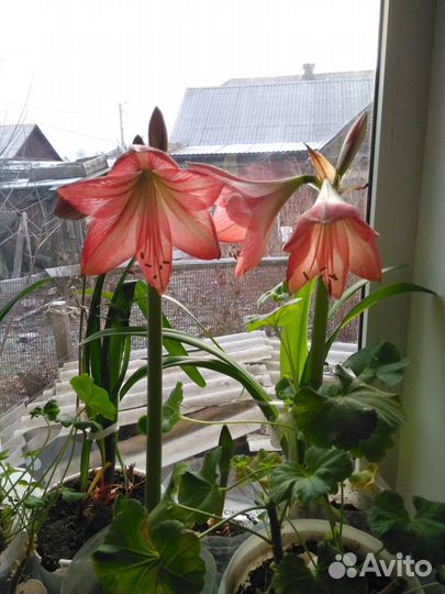 Гиппеаструм цветок