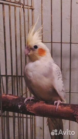 Птенец кореллы 5 месяцев, самка