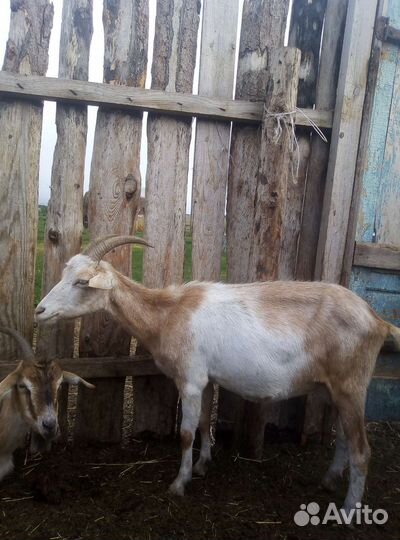 Козы дойные, козёл