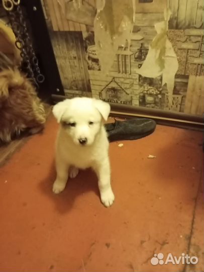 Щенки лайки