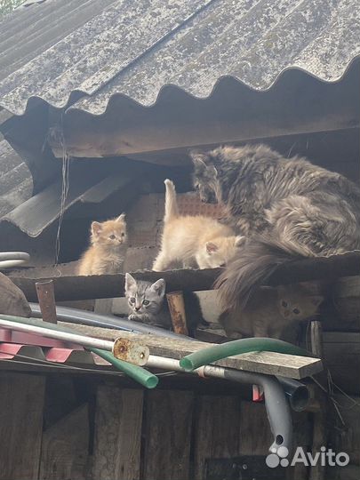 Домашние животные кошки